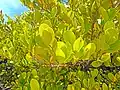 Detail of branches