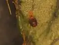 Oligonychus ilicis