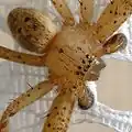 Body of male Olios argelasius