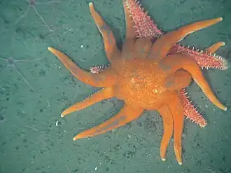 Hippasteria phrygiana attacked by Solaster dawsoni