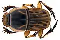 Oniticellus formosus