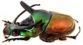 Proagoderus imperator