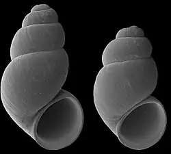 SEM photographs