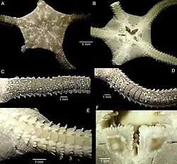 Ophioderma hybridum