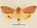 Male, dorsal view
