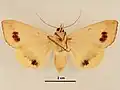 Female, ventral view