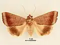 Female, dorsal view