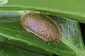 Cocoon