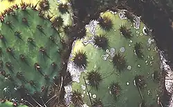Areoles on the circular or oval pads have prominent clusters of loosely-attached brown glochids, on the pad surface and especially along the edges.