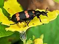 Orange Blister Beetle, Ransai, Maharashtra