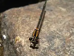 Male