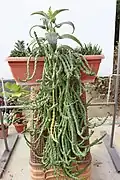 Long trailing stems