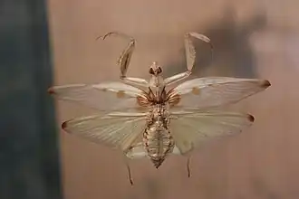 Mounted female