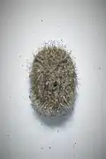 Egg