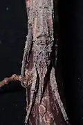 Portrait of a female