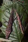 Pair of a species, called Orestes sp. 'Kon Ka Kinh'