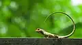 Image 26The oriental garden lizard, eastern garden lizard or changeable lizard (Calotes versicolor) is an agamid lizard found widely distributed in Asia. The pictured specimen was photographed at National Botanical Gardens, Dhaka. Photo Credit: Azim Khan Ronnie
