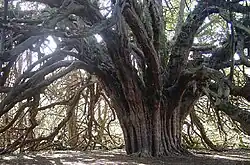 Another layering yew at Ormiston in East Lothian which dates from at least 1474.[6]