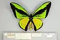 Photograph of a pinned butterfly with notes below