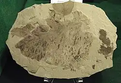 O. wolfei