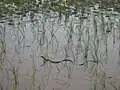 Rice field