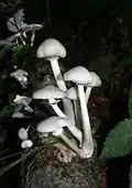 O. mucida, Germany