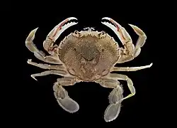 Dorsal view of an Ovalipes catharus specimen with the anterior facing the top of the frame. The eyes, antennae, chelipeds, walking legs, paddles, and dorsal carapace are all visible. The specimen's carapace is lightly broken, with a fracture running down its right side.