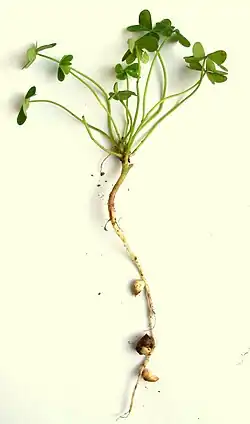 Uprooted plant