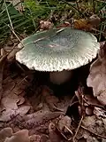 Microhabitat. Czech Republic