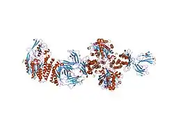 1de4: HEMOCHROMATOSIS PROTEIN HFE COMPLEXED WITH TRANSFERRIN RECEPTOR