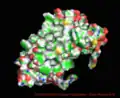 Surface visualization of Proteorhodopsin showing terminals