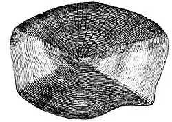 bream