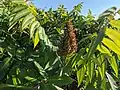 Rhus glabra Smooth sumac. Restoration Trail - Camden State Park, MN. 20210630.