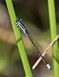Male