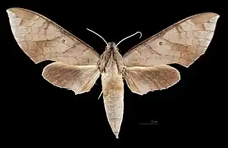 Female dorsal view