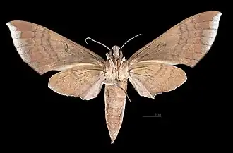 Female ventral view