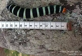 Larva measurement