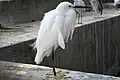 Pacific reef heron