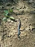 Slow worm in turquoise color
