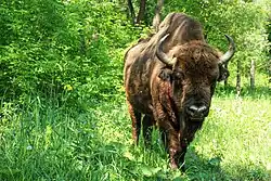Image 1European Bison in Pădurea Domnească