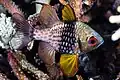 Pajama Cardinalfish at South Komodo Island, Indonesia, 2015