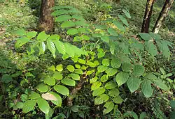 Leaf structure