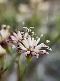 Close-up of flower