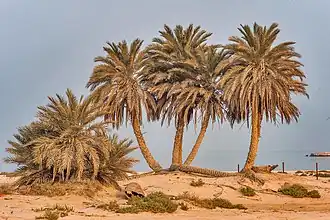 Cluster of palm trees near Umm Bab beach.