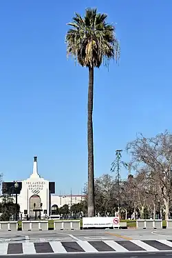 Historic fan palm (first known transplanting late 1850s[7]) in Exposition Park, Los Angeles, California, USA