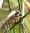 Detail of head and thorax