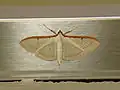 Palpita nigropunctalis
