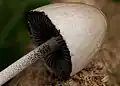 Close up of cap and gills with black spores