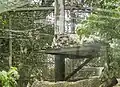 Snow leopard at the zoo