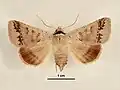 Female, dorsal view